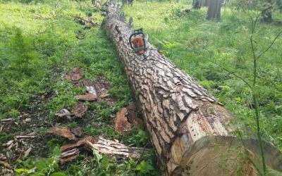 Спил и вырубка деревьев, корчевание пней - Нарьян-Мар, цены, предложения специалистов